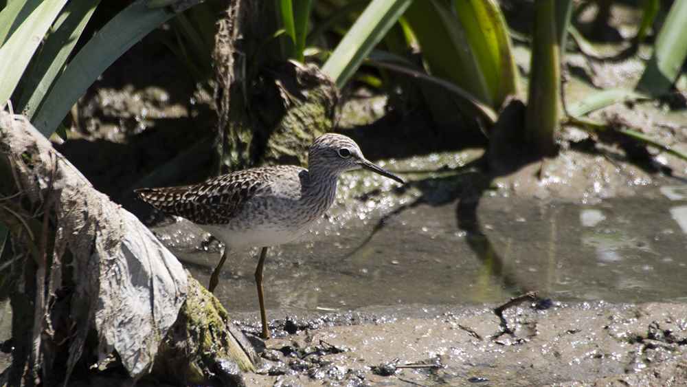 Wood Sandpiper